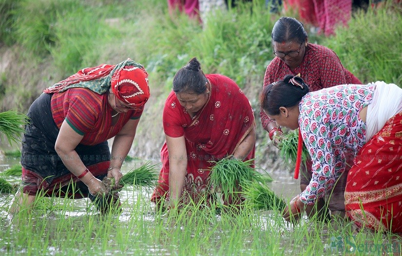 निषेधाज्ञामा जोखिम मोलेर धान रोप्दै किसान