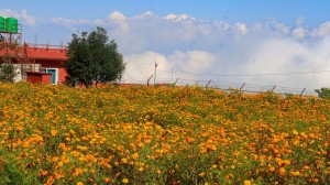 शारीरिक रुपमा अशक्त रामकुमारले फुलाए ढकमक सयपत्री