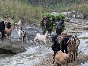 महोत्तरीको एउटा टोल नै भू-माफियाको कब्जामा !