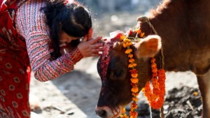 यमपञ्चक चौथो दिन आज गाई,गोरु र गोवर्द्धन पूजा गरिंदै पूजा गरिँदै 