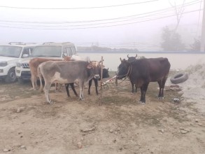 अबैध तरिकाले भारत लैजादै गरेका ६ वटा गाई नियन्त्रणमा