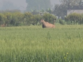 नीलगाईले बालीमा क्षति पुर्‍याउँदा रौतहटका किसान चिन्तित