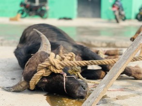 स्नेहाज केयरले गर्‍यो  बधशालाबाट भागेको राँगाको उद्धार