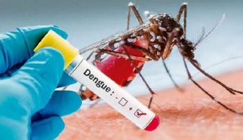 डेंगुको संक्रमण बढ्दै, काठमाडौं र झापामा सबैभन्दा धेरै संक्रमित