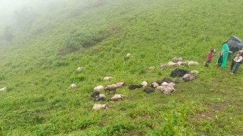 चट्याङ लागेर ४५ भेडा मरे
