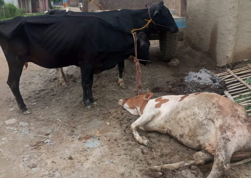 नौवटा गाई बाच्छो सहित रौतहटमा तस्कर पक्राउ