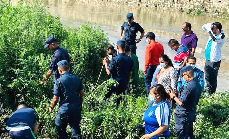 जब हँसिया लिएर डिएसपि र इन्स्पेक्टर गाँजाको बोट फाँड्न मनोहरा खोलामा छिरे....