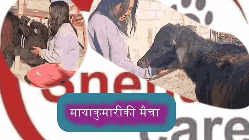 मायाकुमारीकी मैचा (भिडियो)